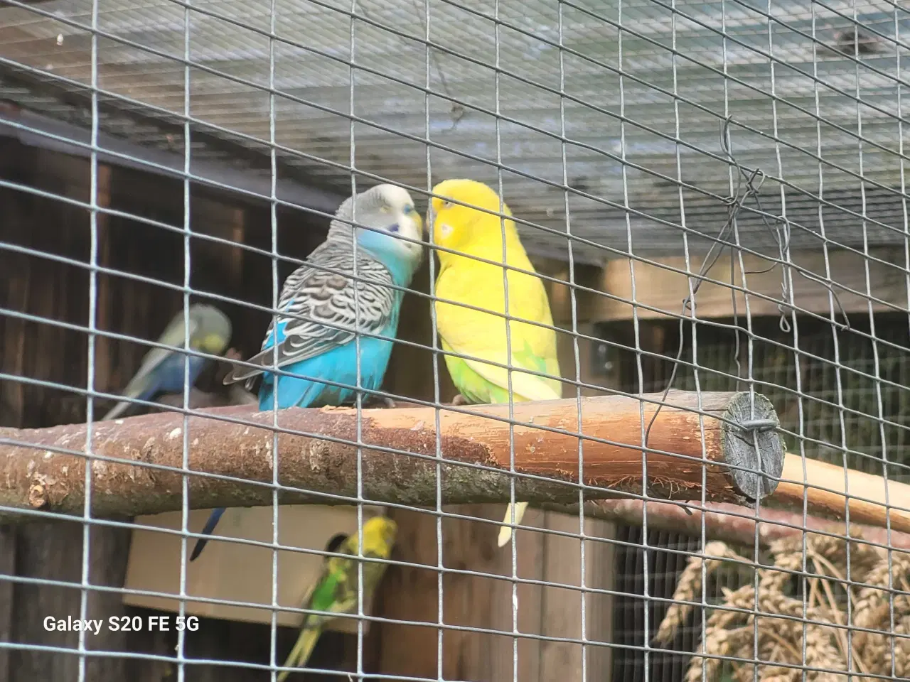 Billede 4 - Fine Australske Undulater 