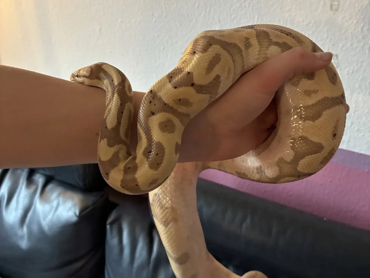 Billede 5 - Kongepyton Banana leopard 100% het clown