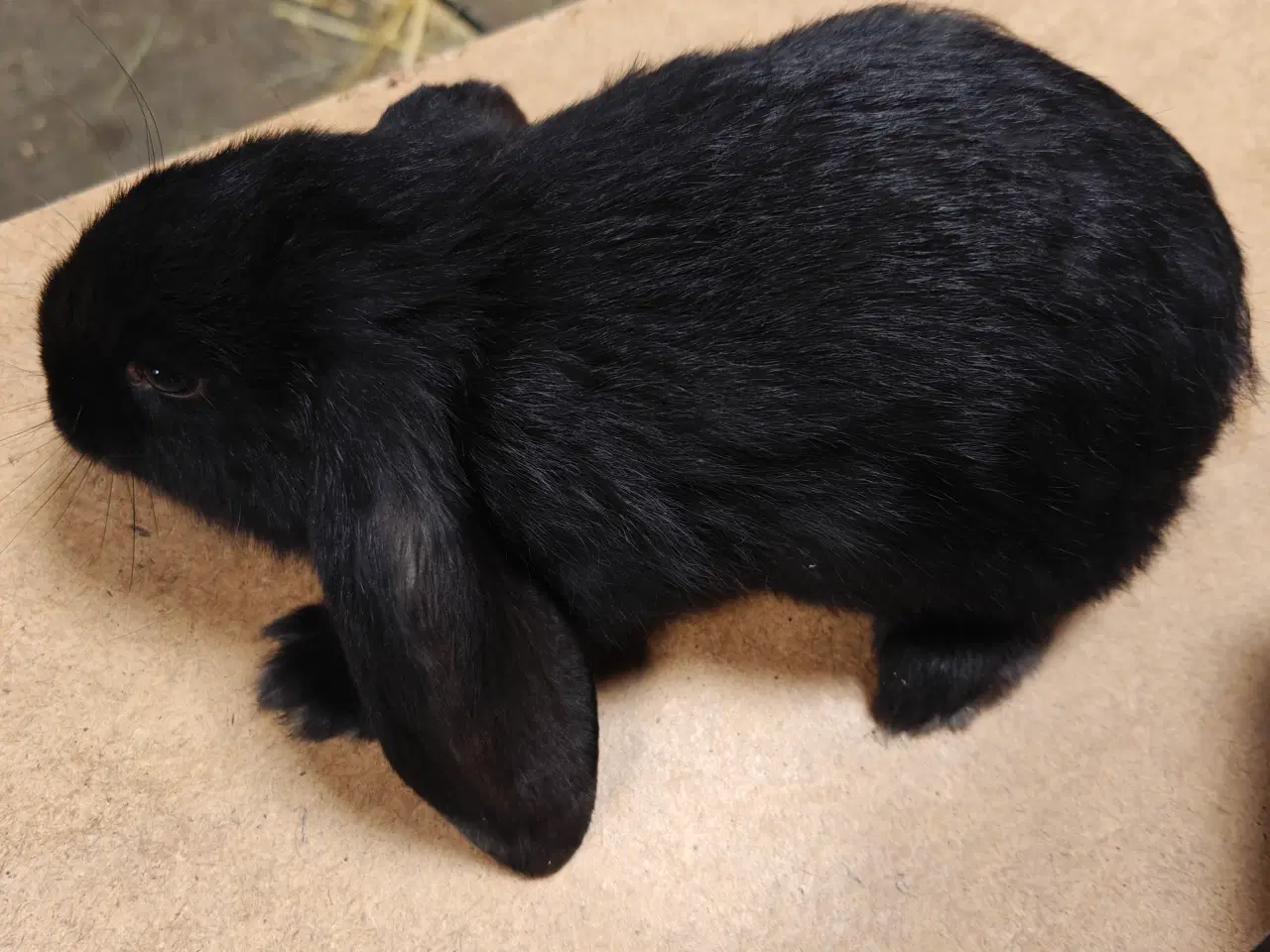 Billede 1 - Fransk vædder 