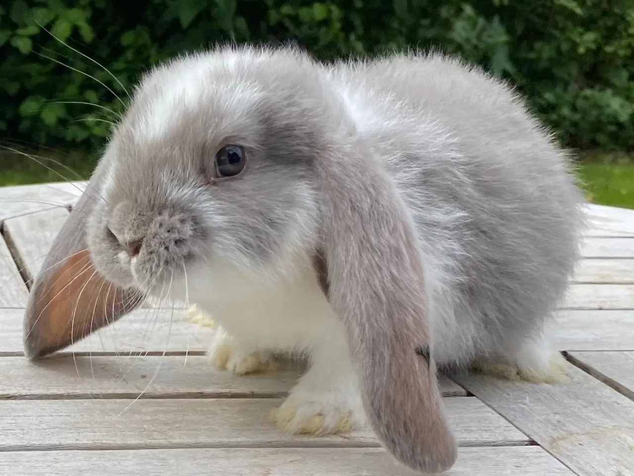 Billede 2 - FRANSK VÆDDER HAN ISABELLA KATTETEGNET