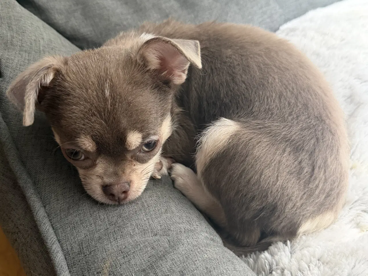 Billede 1 - Brun Chihuahua