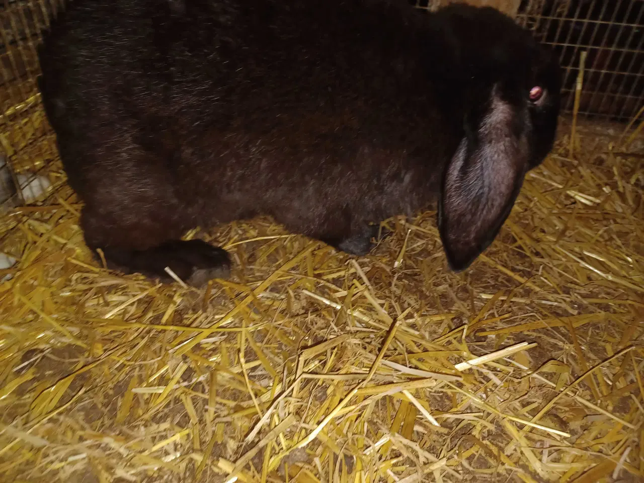 Billede 2 - Fransk vædder han