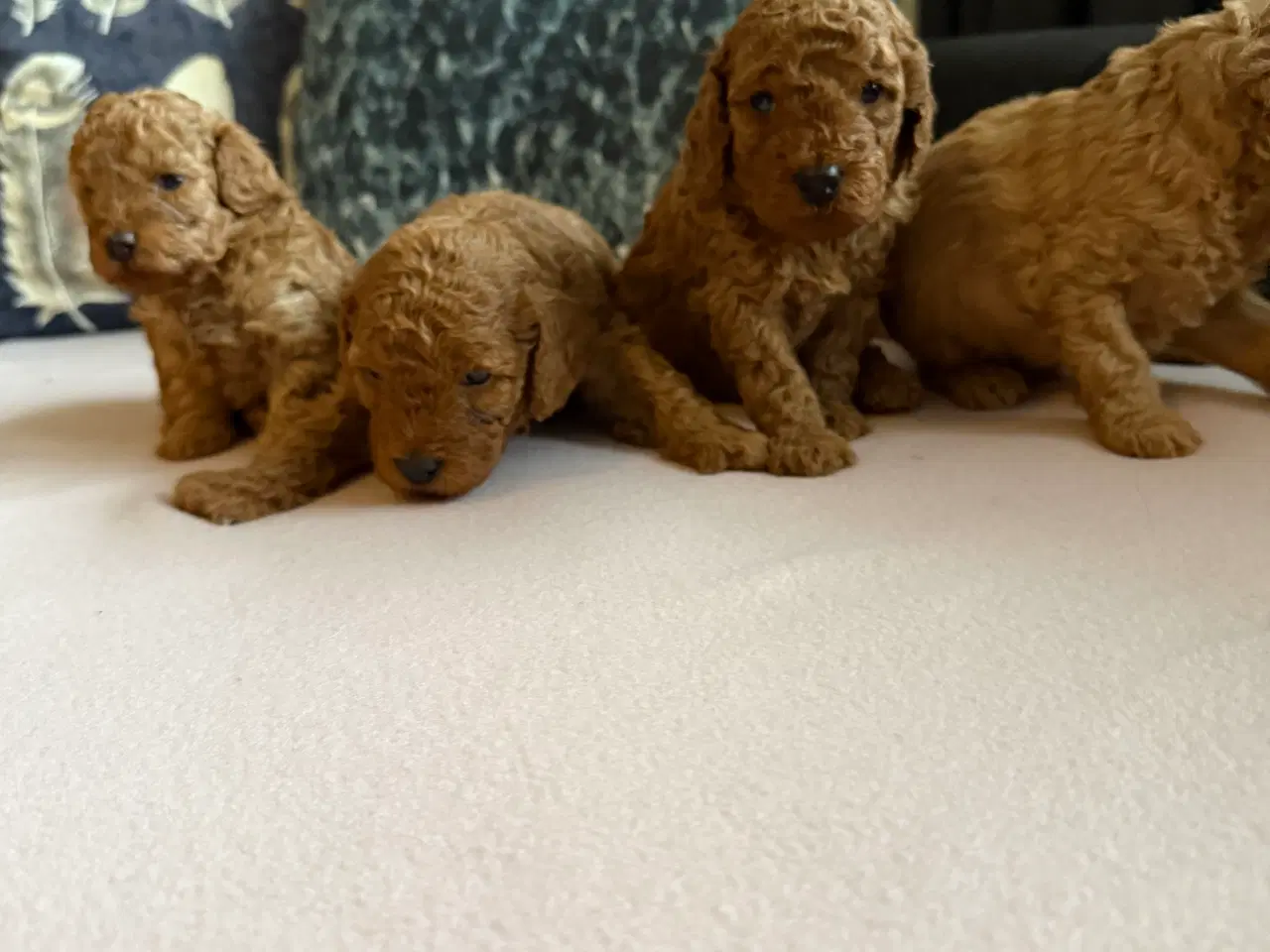 Billede 10 - Toy puddle hvalpe 