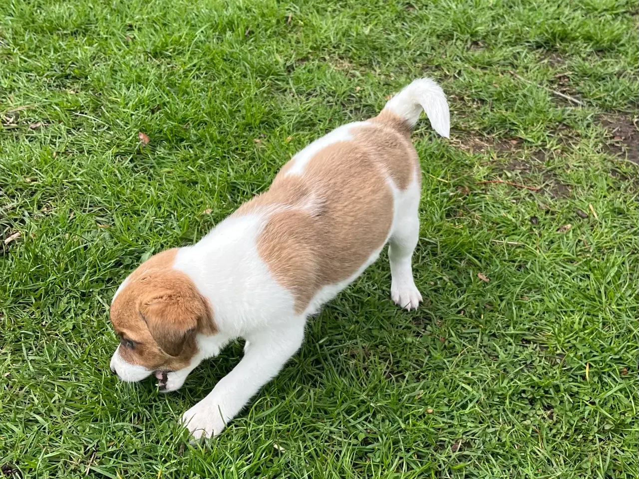 Billede 12 - 4 dejlige hanner 