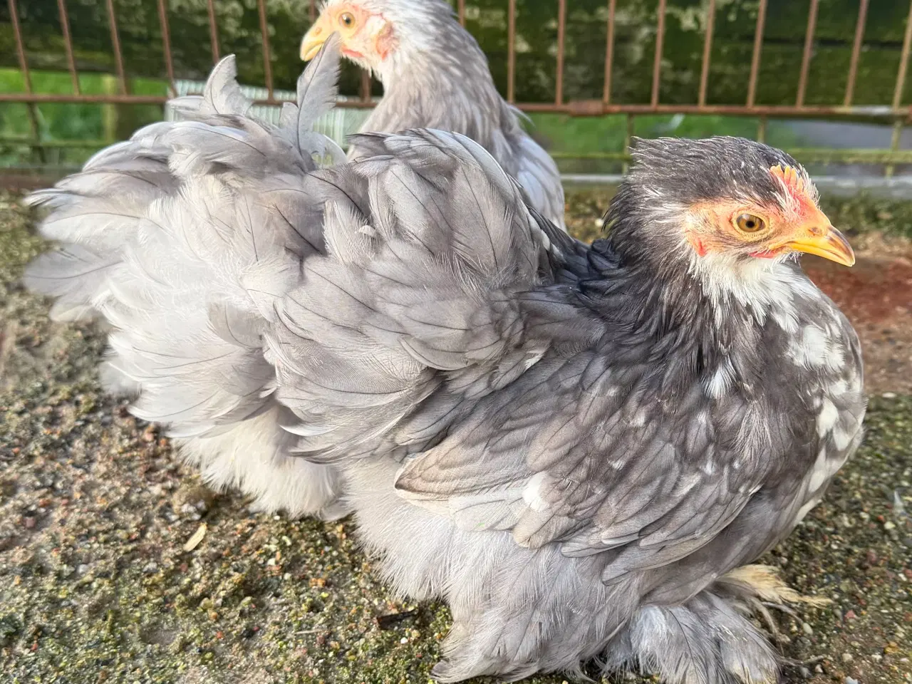 Billede 4 - Dværg kochin og blandings