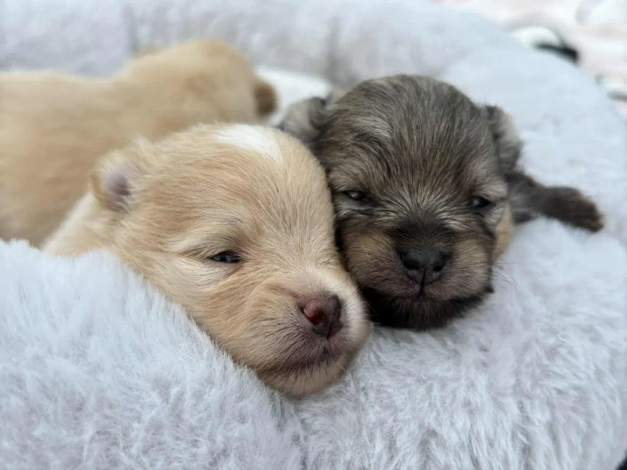 Billede 3 - Skønne Pomeranian-hvalpe