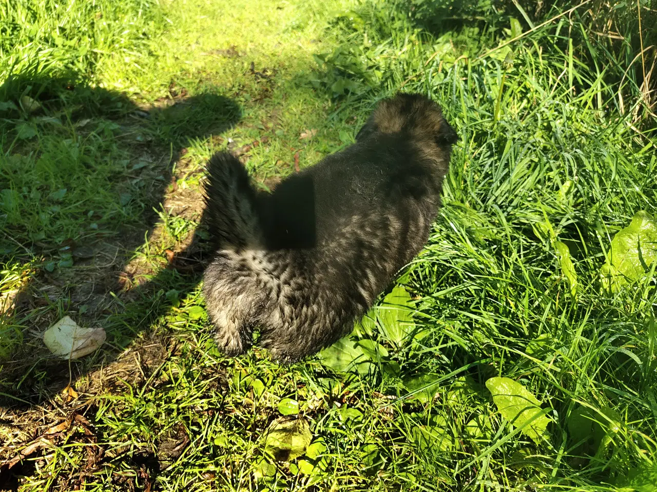 Billede 5 - Finsk lapphund / langhåret schæfer hvalpe