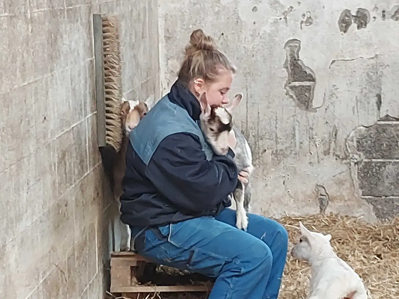 Billede 1 - 4 gede kid