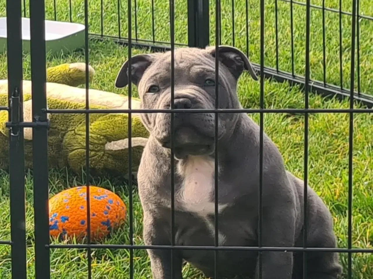 Billede 4 - American Bully pocket  Blå dreng 