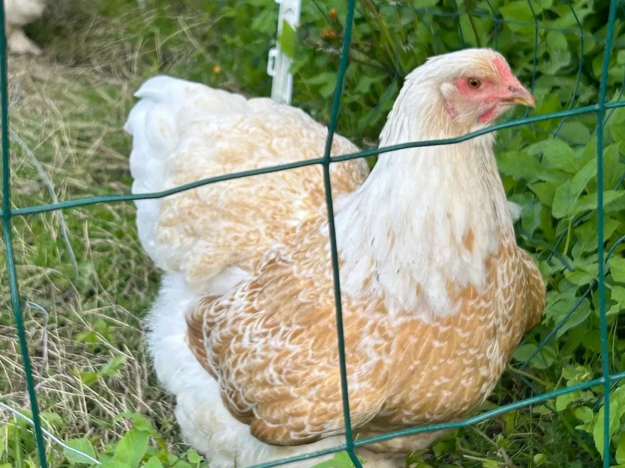 Billede 3 - Brahma rugeæg fra blandet flok