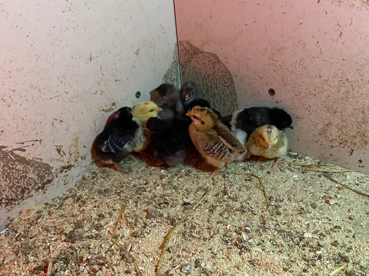 Billede 1 - Kyllinger 