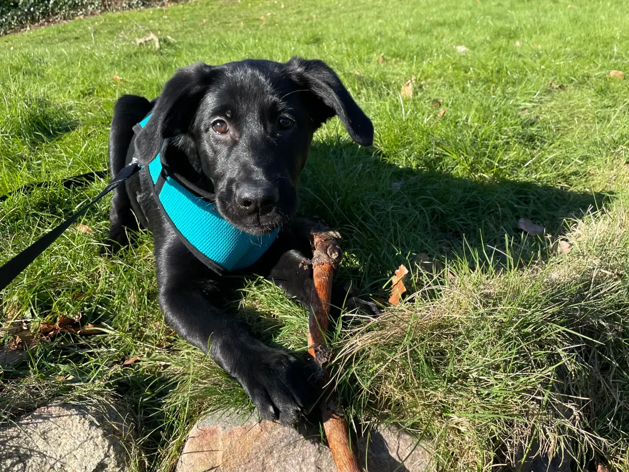 Billede 2 - Golden Retriever og schæfer blanding hvalp