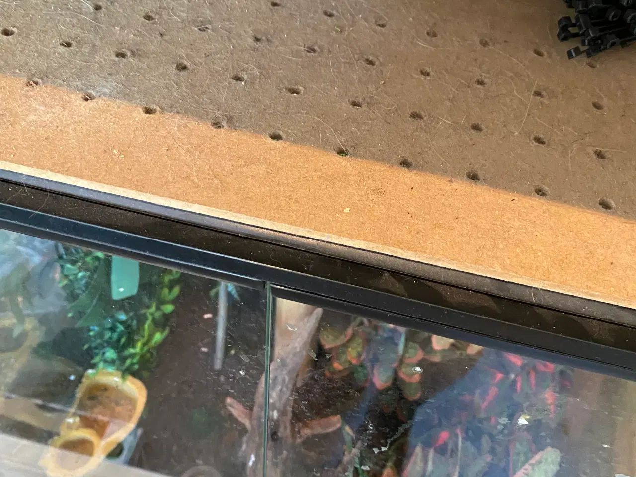 Billede 3 - 2 kronegekkoer, samt deres terrarium, med tilbehør