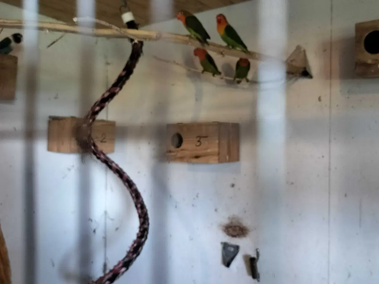 Billede 1 - Rødhoved dværgpapegøje 