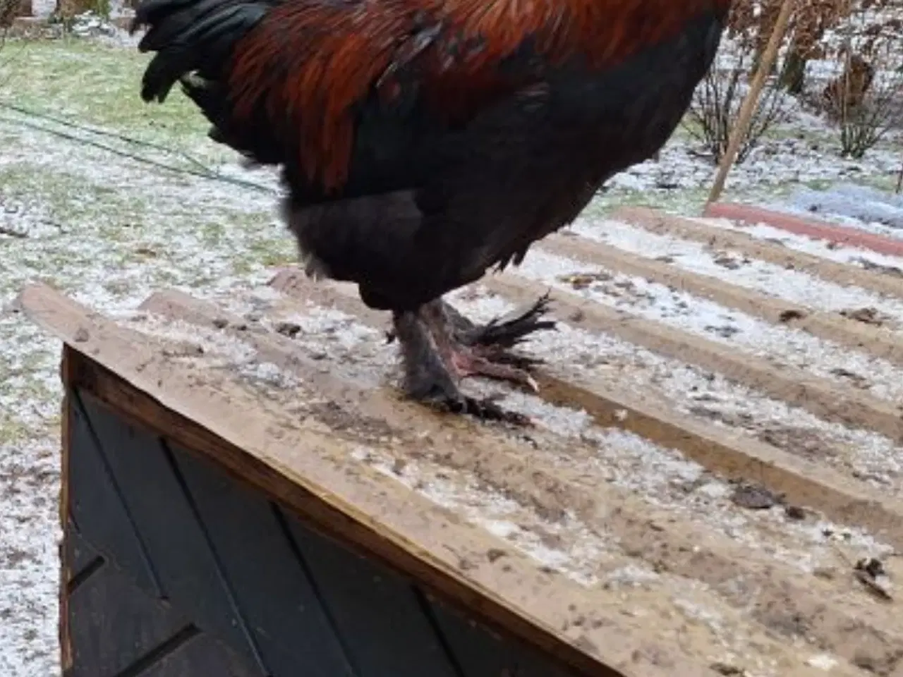 Billede 6 - Cream Lagbar og Sort Kobber Maran haner.