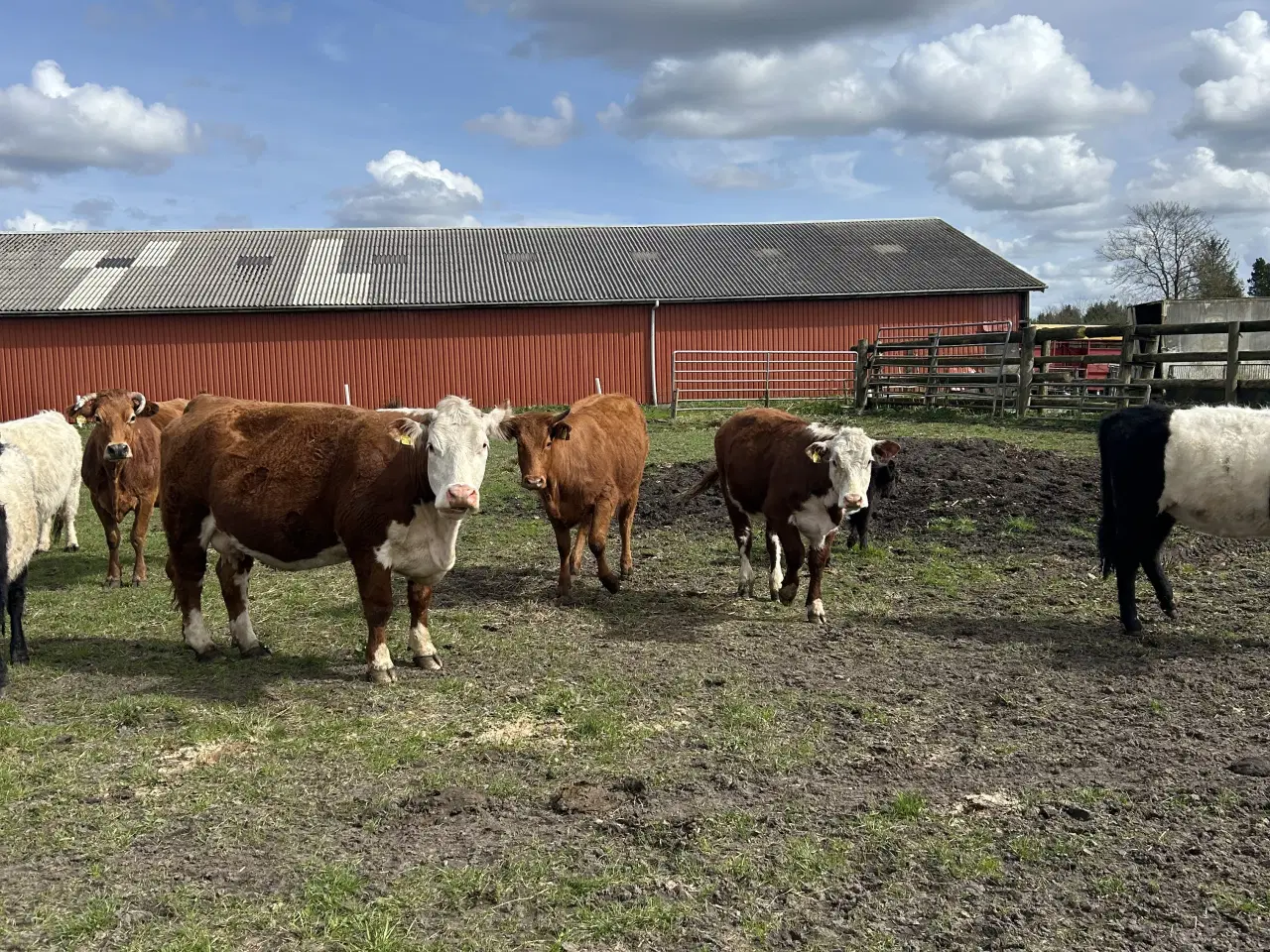 Billede 2 - Kvæg 