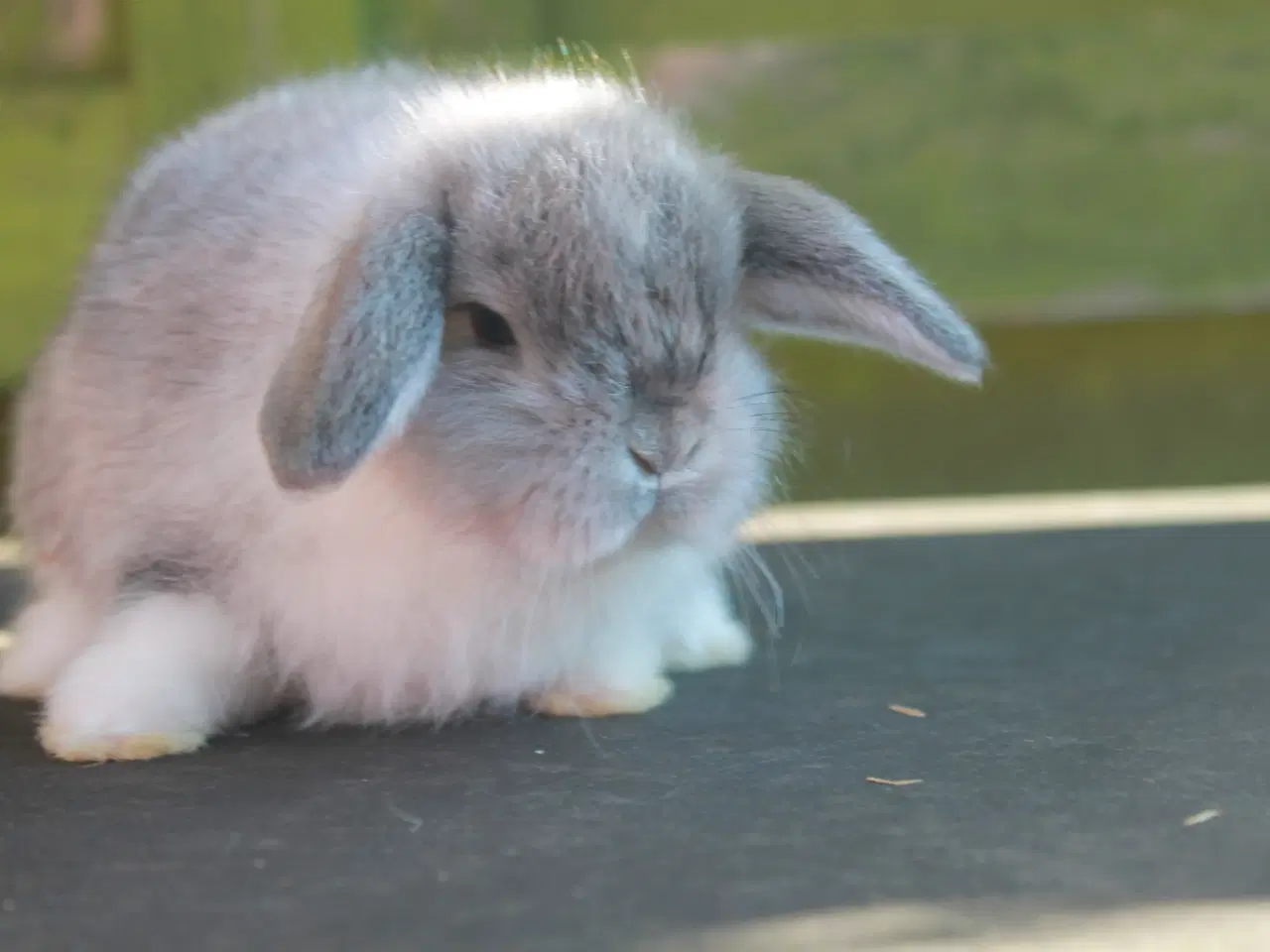 Billede 3 - Mini lop hankanin