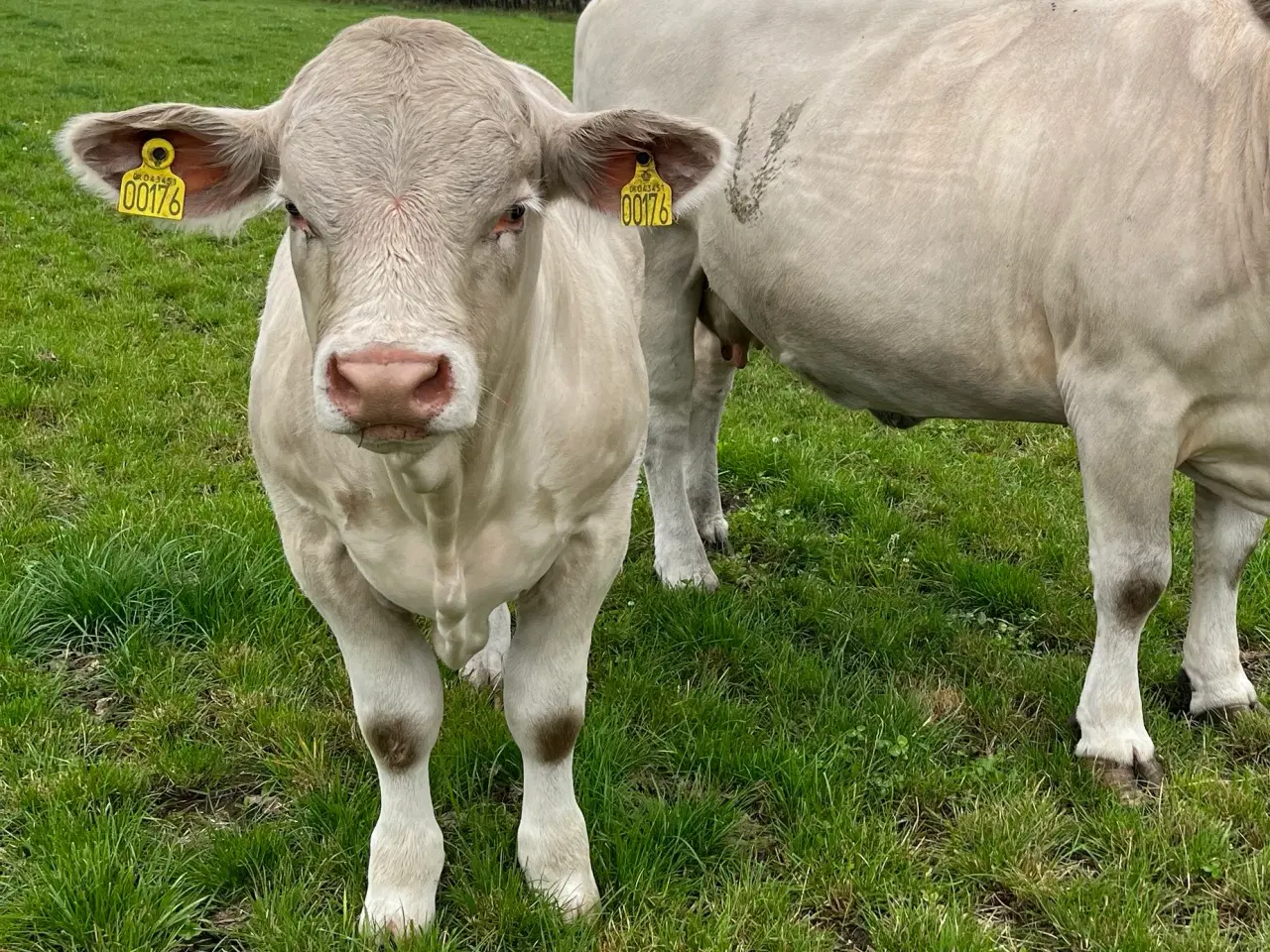 Billede 2 - Charolais tyrekalv 