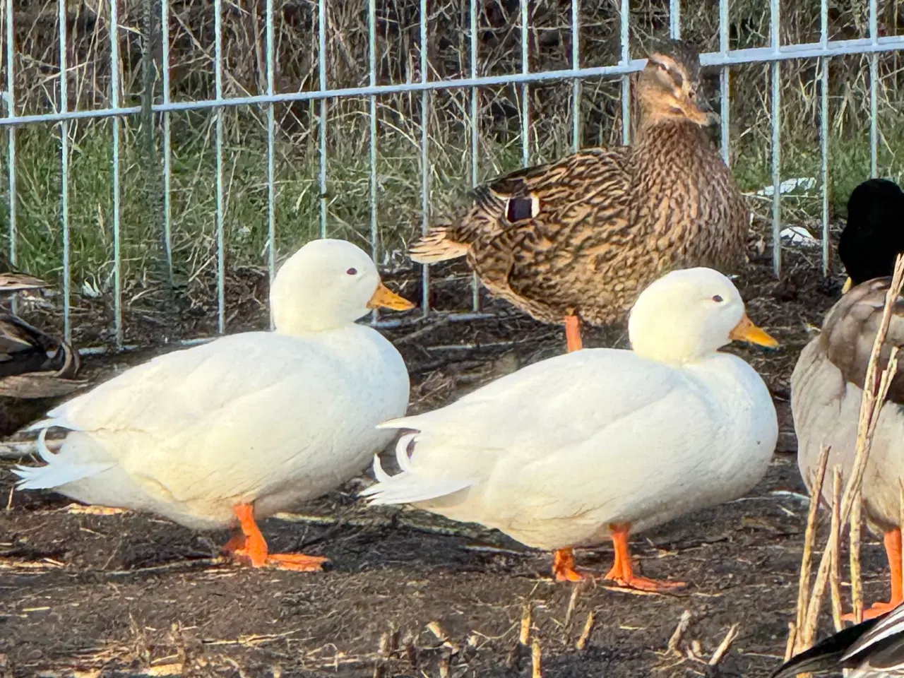 Billede 1 - Hvid mignon andrikker 