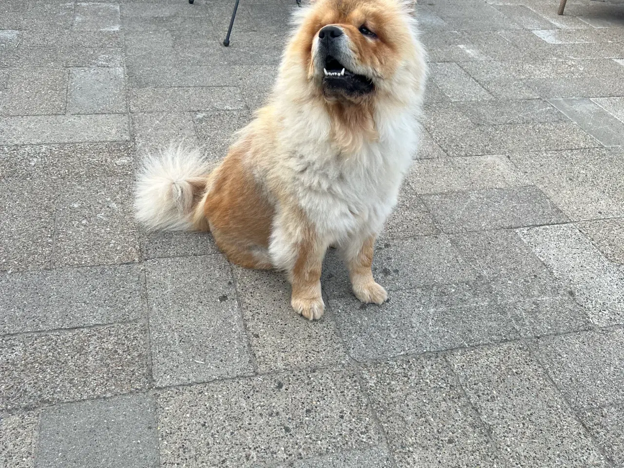 Billede 2 - Chow Chow tæve 