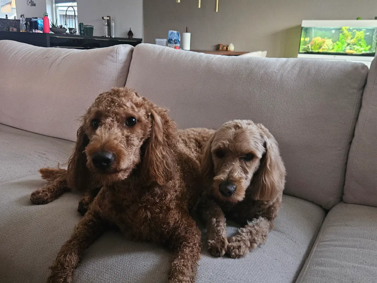 Billede 4 - Goldendoodle F1B