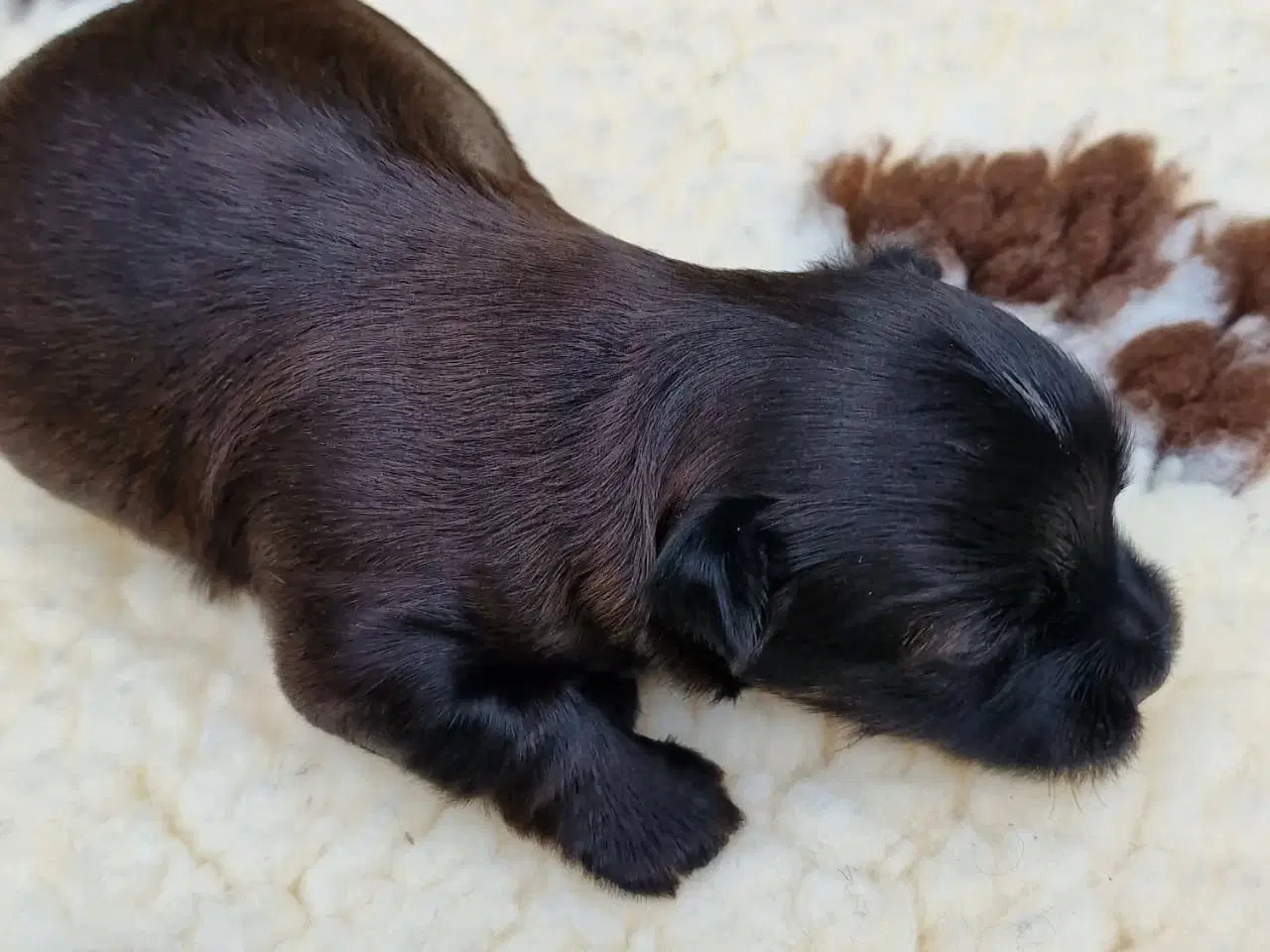 Billede 4 - Bichon Havanais hvalpe med DKK stamtavle