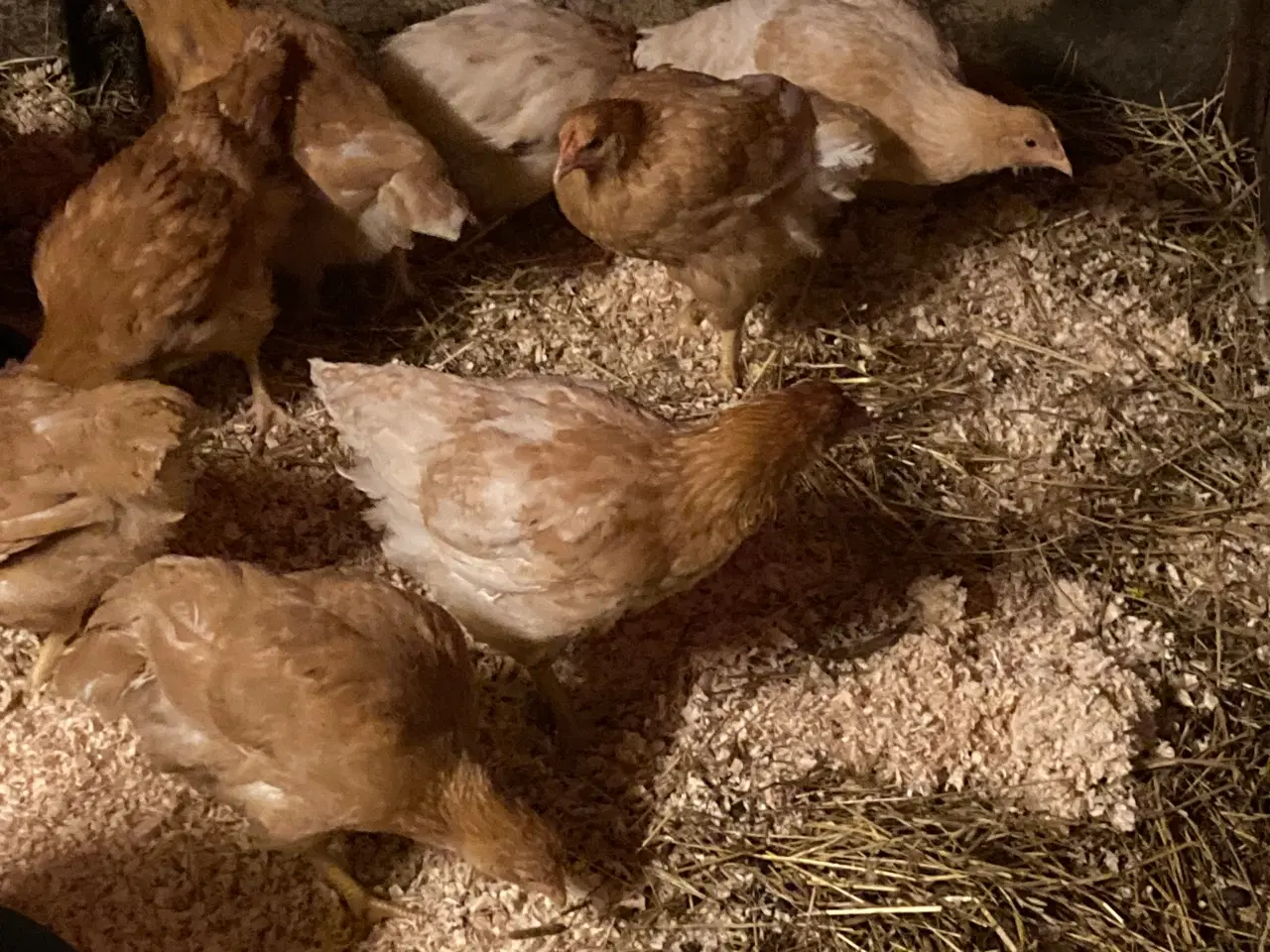 Billede 1 - Kyllinger 7uger