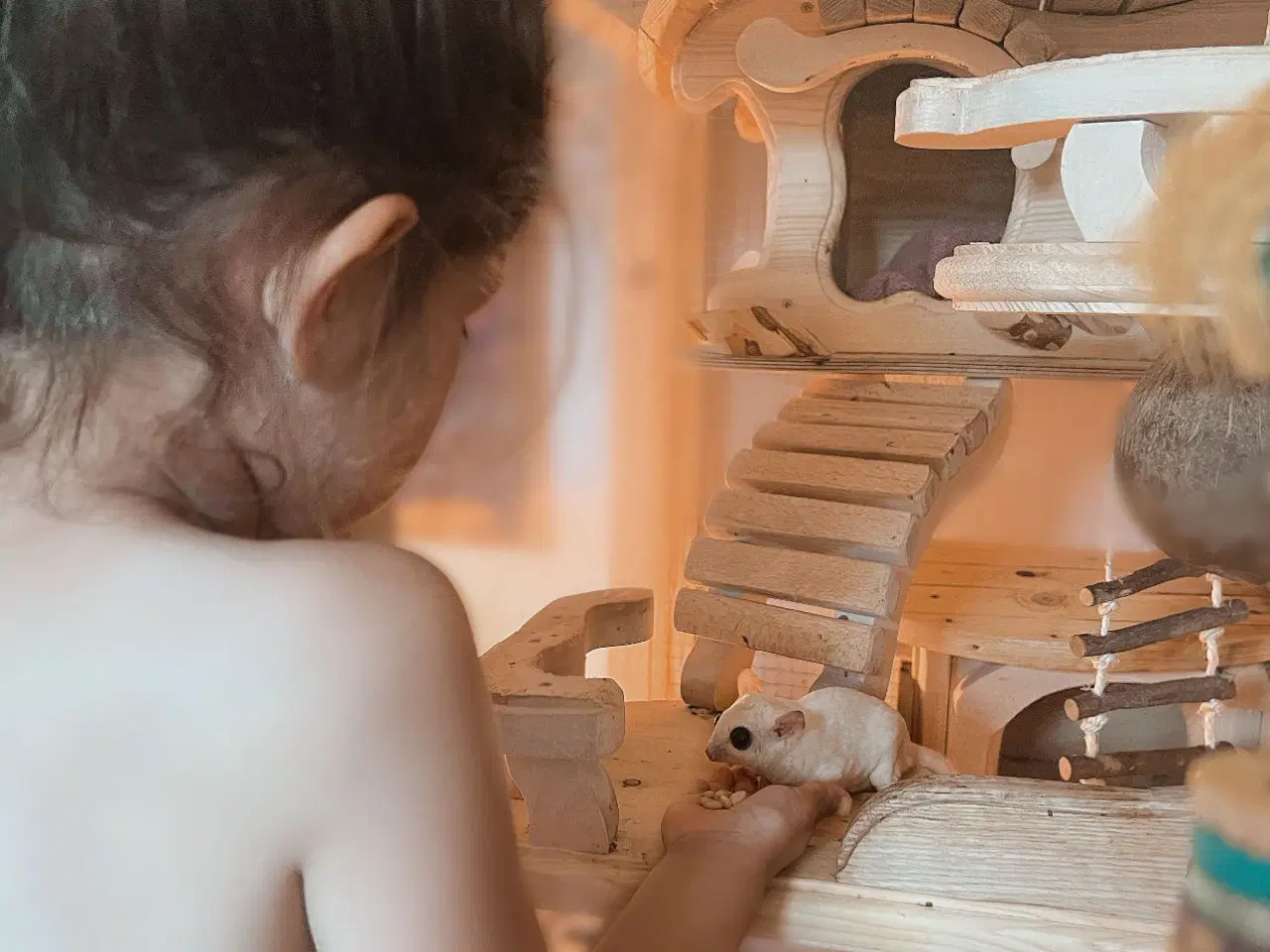 Billede 4 - Sugar glider flyvepungegern 