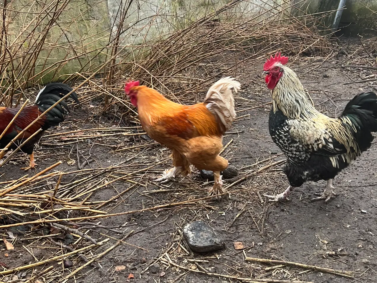 Billede 5 - Haner til salg