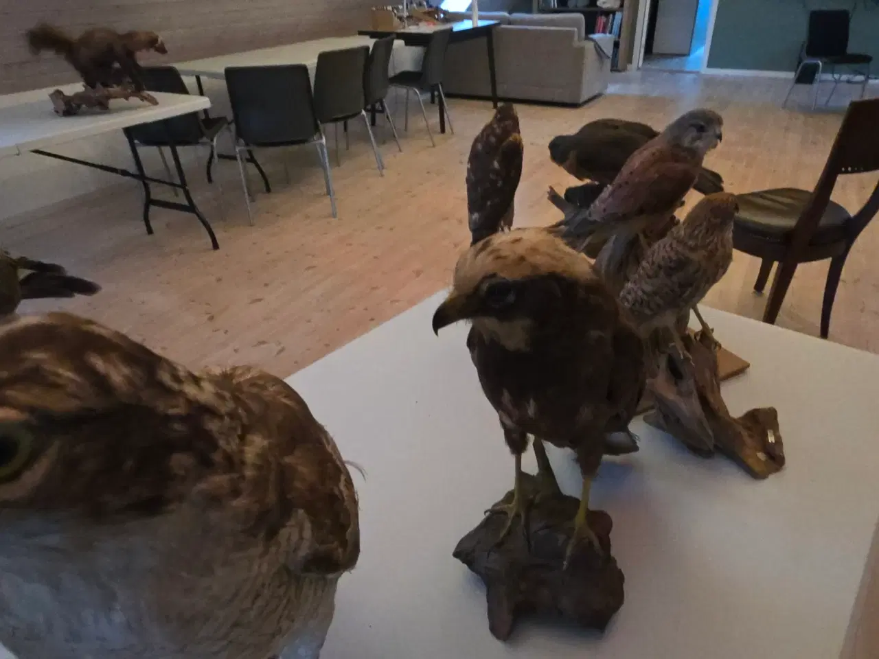 Billede 8 - Rovfugle, sælges samlet eller hver for sig