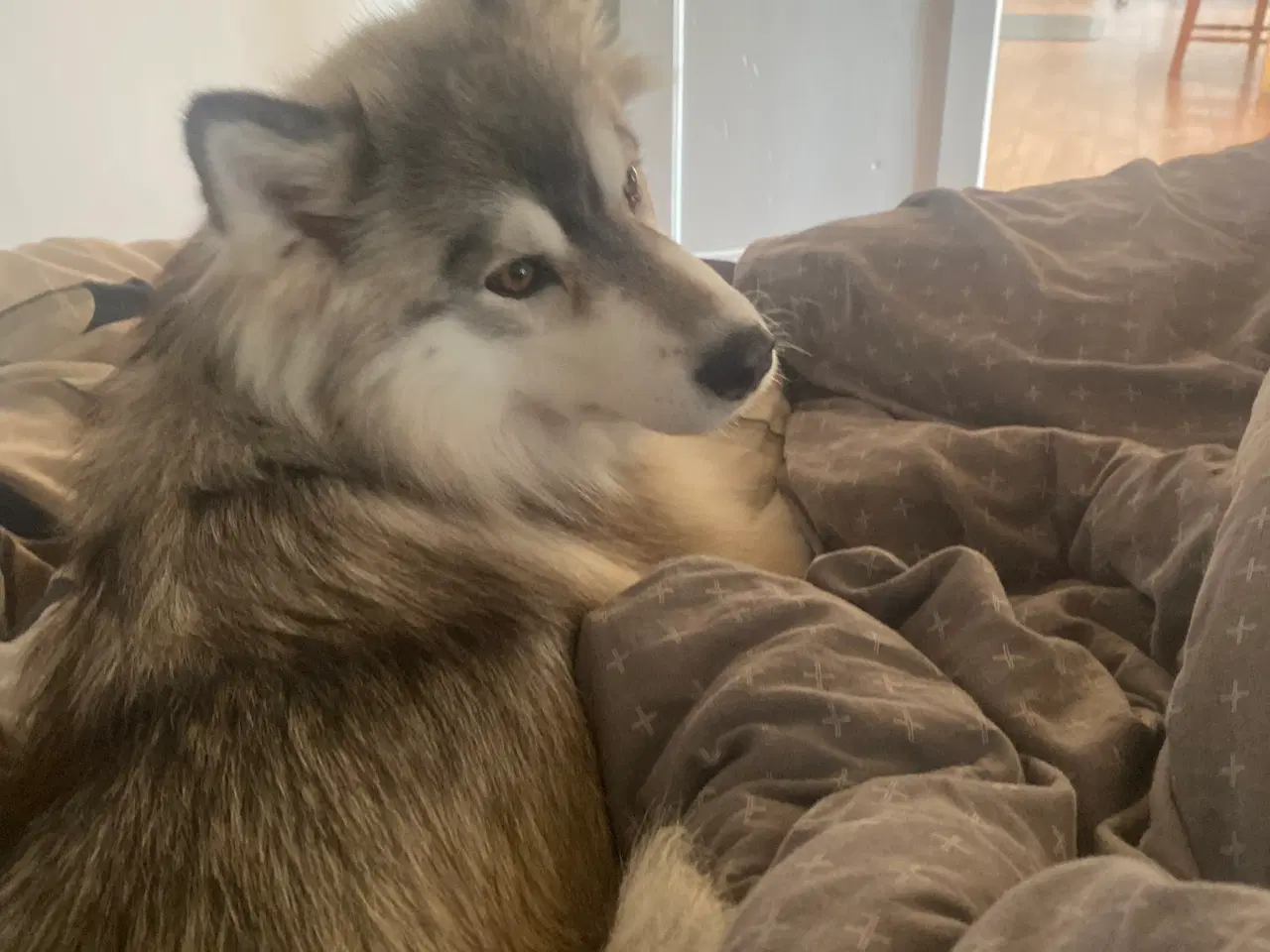 Billede 4 - Sibirisk husky 5år