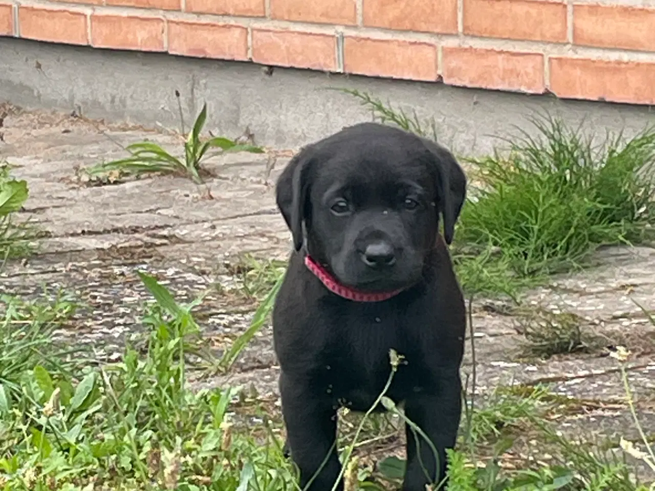 Billede 2 - Labrador Retriver på