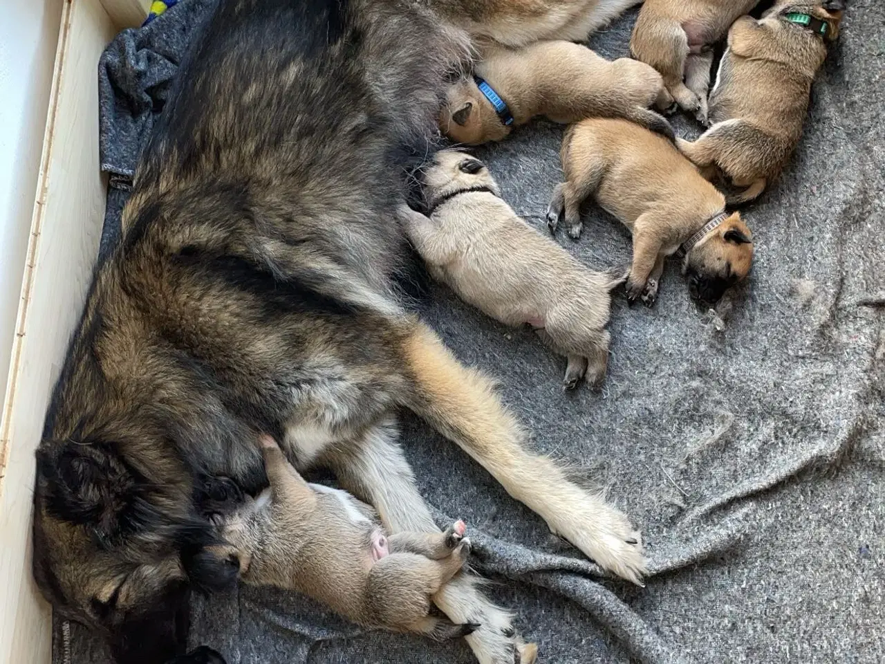 Billede 2 - Sælger vores dejlig hundevalpe