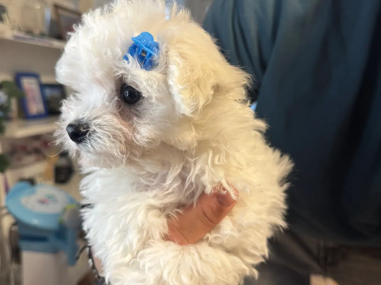 Billede 7 - Maltesisk Maltesisk Bichon