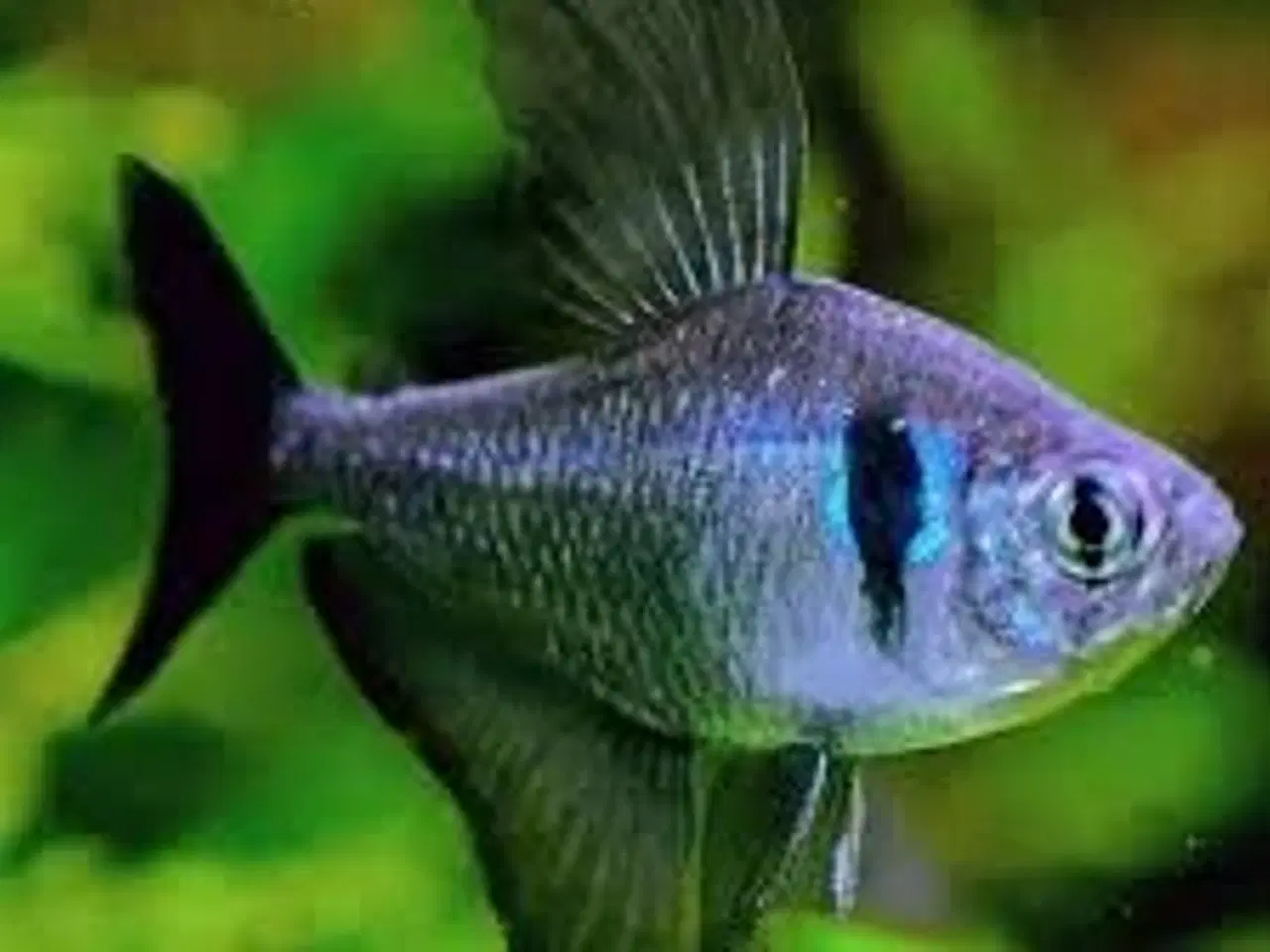Billede 1 - SORT FANTOM TETRA ((STORE)) ((2,5 CM)) BILLIGT