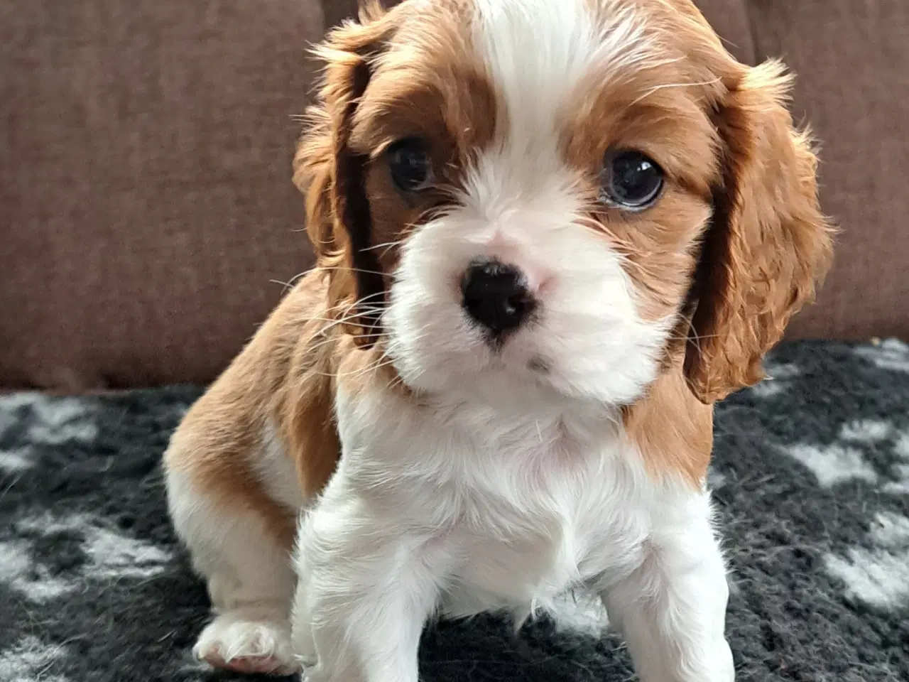 Billede 6 - Julegave - Cavalier King Charles Spaniel hvalpe