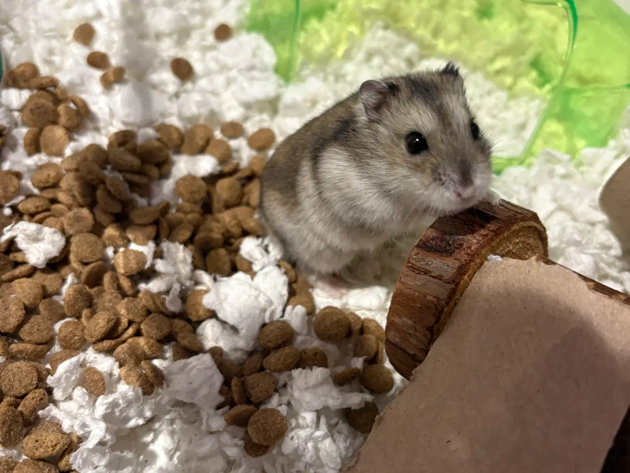 Billede 1 - Dværghamster. Omkring 26 uger