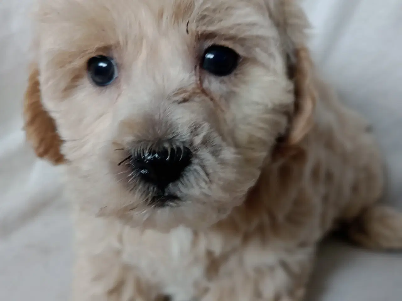 Billede 8 - Maltipoo hvalpe