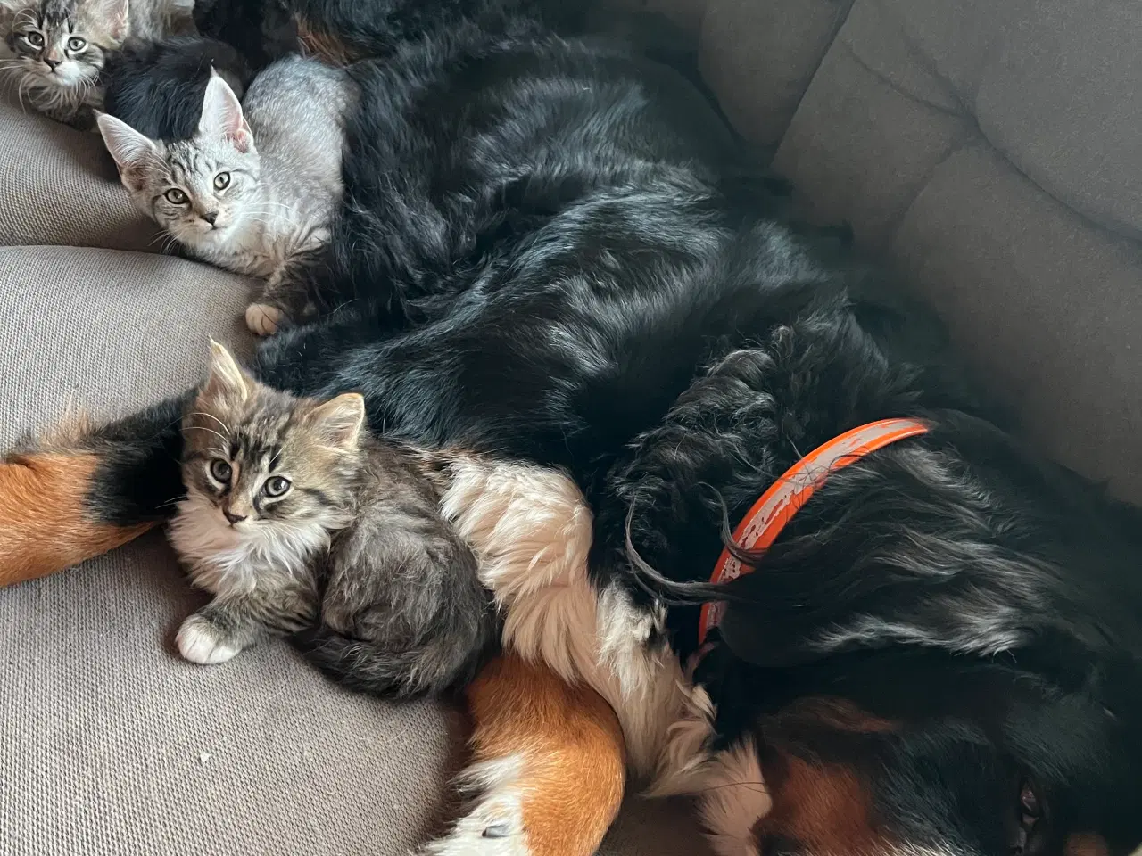 Billede 2 - Langhåret hun Maine Coon-blanding