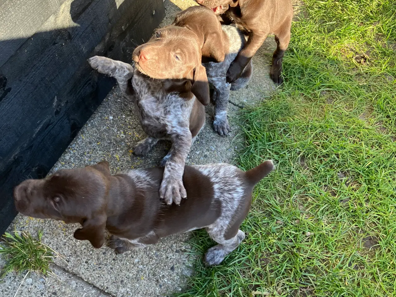 Billede 3 - Tysk korthåret hønsehund