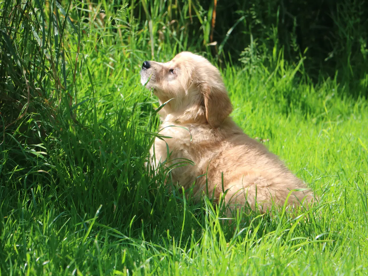 Billede 10 - Verdens smukkeste Golden Retriever hvalpe