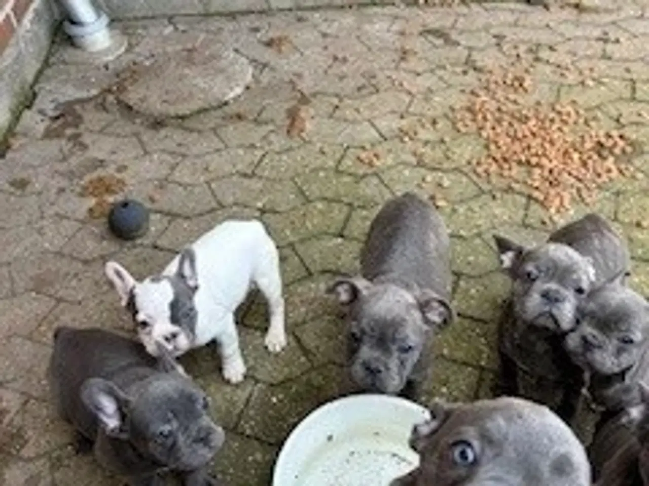 Billede 3 - FRANSK BULLDOG HVALPE 8 UGER SALGSKLAR NU