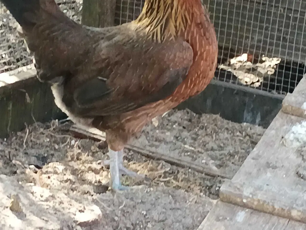 Billede 2 - Danske landhøns i stor 