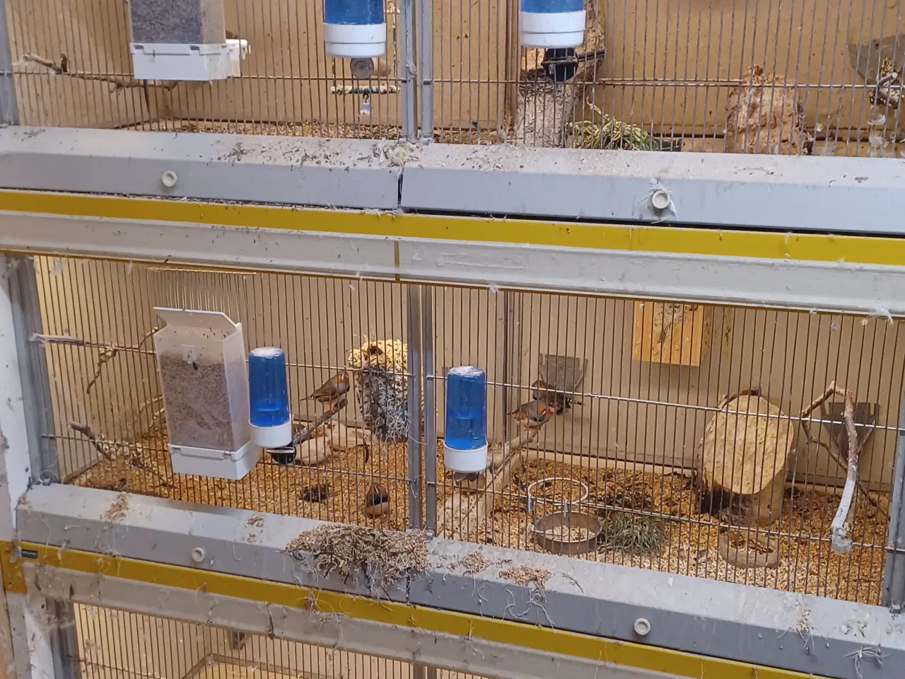 Billede 1 - Stopper med at have fugle