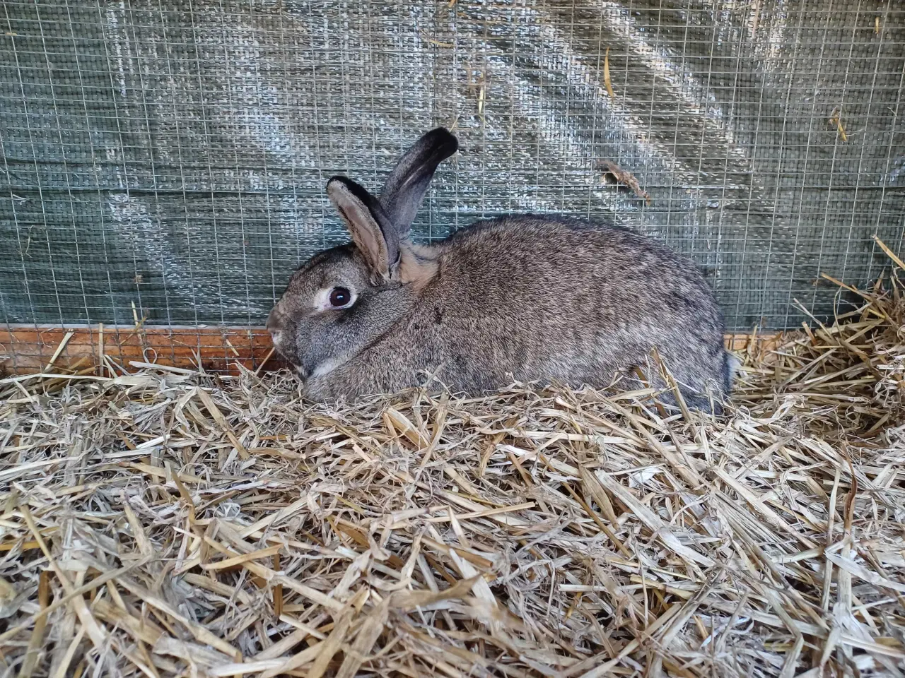 Billede 2 - Blandings hun stor race