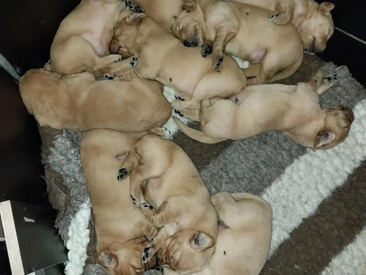 Billede 2 - Golden retriver hvalpe familie og jagthunde 