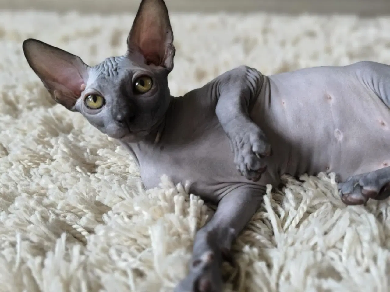 Billede 3 - SPHYNX killinger <3