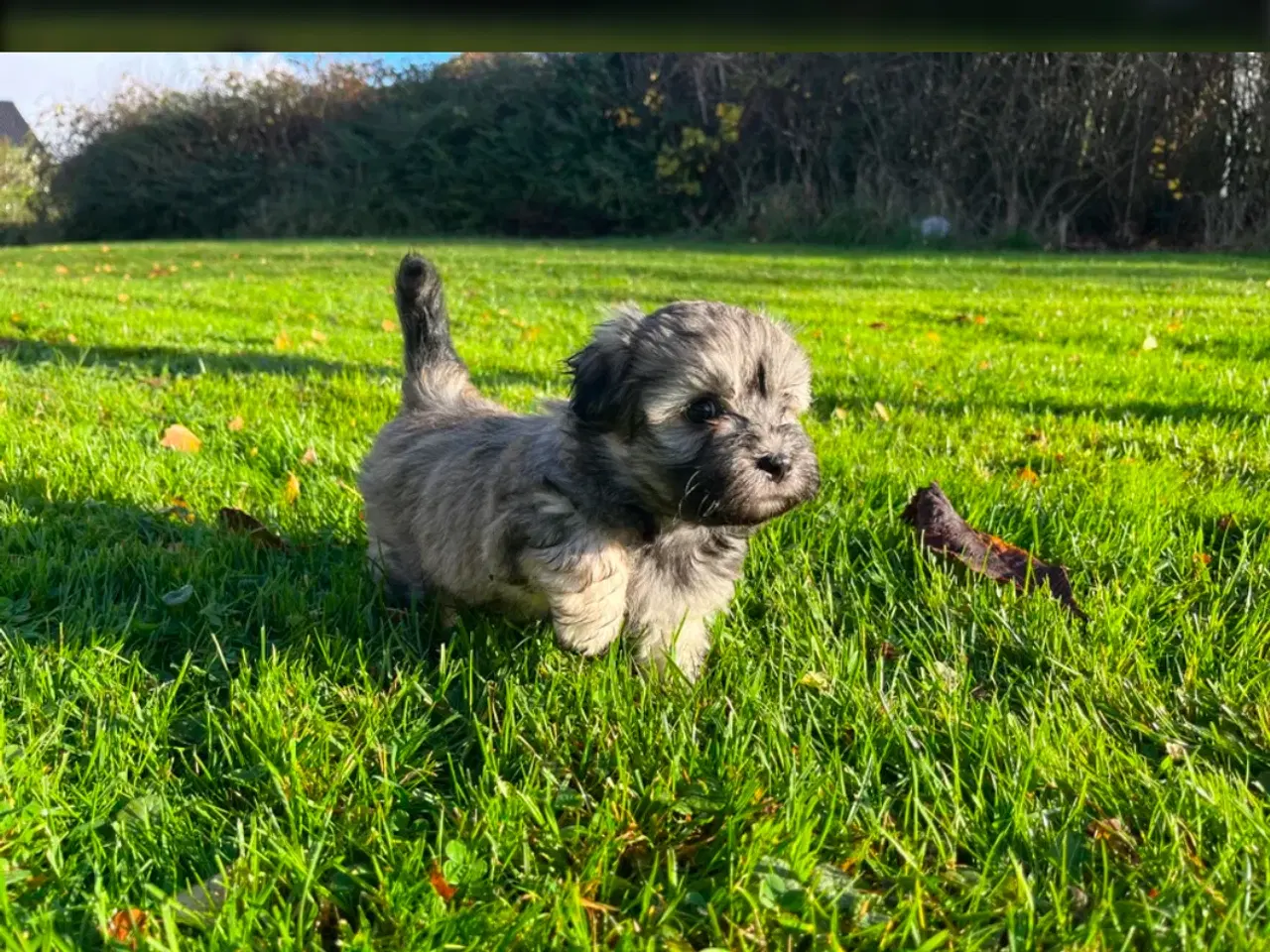 Billede 9 - Bichon Havanese 16 uger dreng 