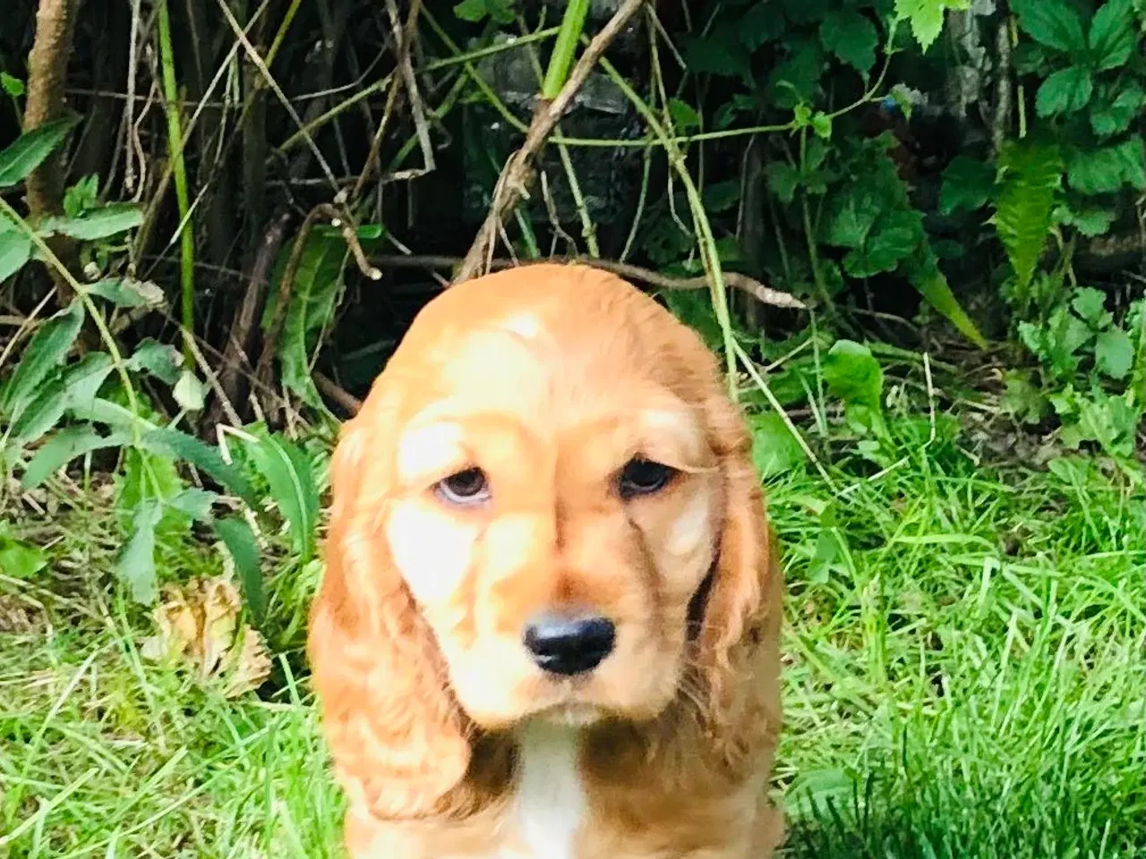 Billede 6 - Engelsk Cocker spaniel