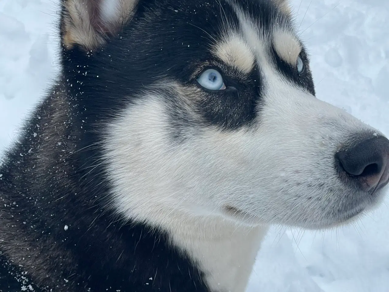 Billede 12 - Parring tilbydes - Siberian husky 